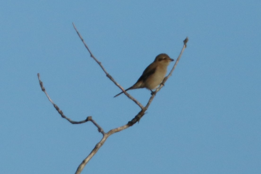 Northern Shrike - ML645926660