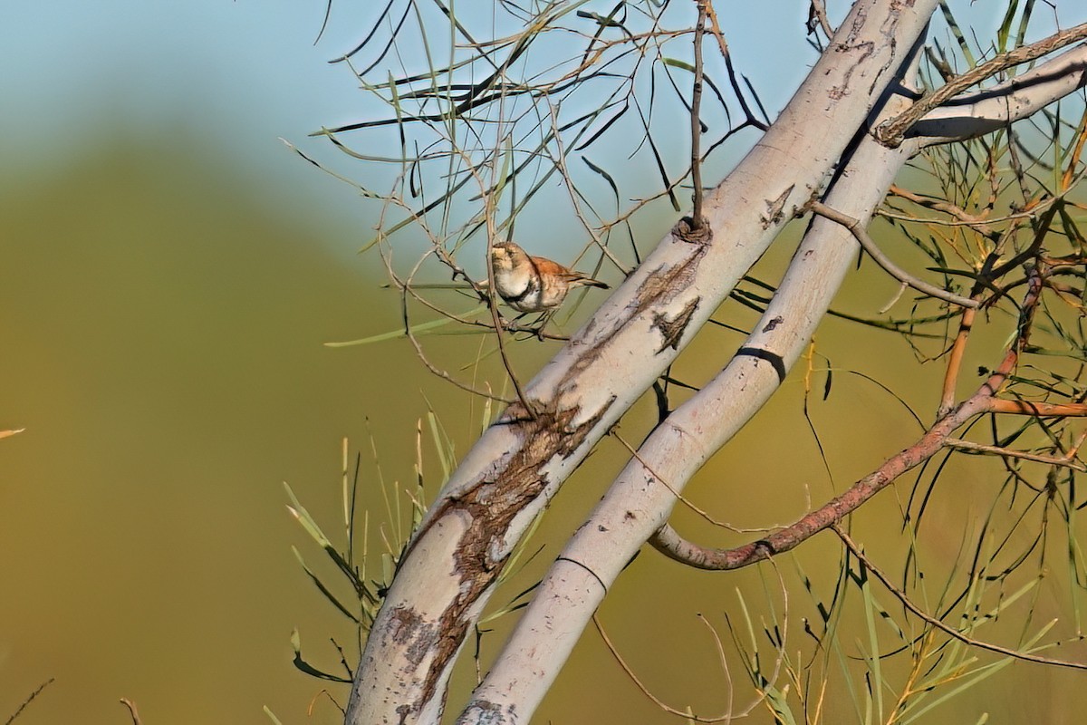 Banded Whiteface - ML645926661