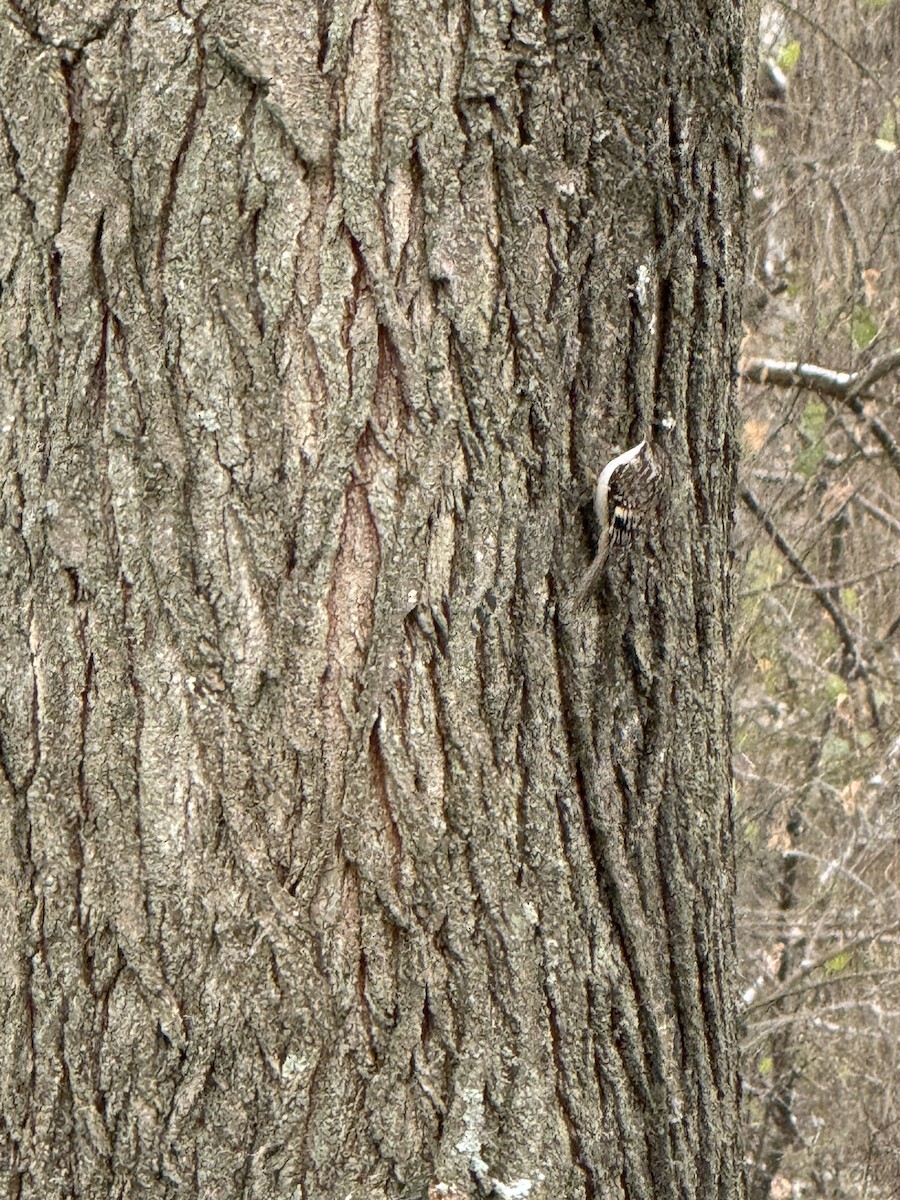 Brown Creeper - ML645926663