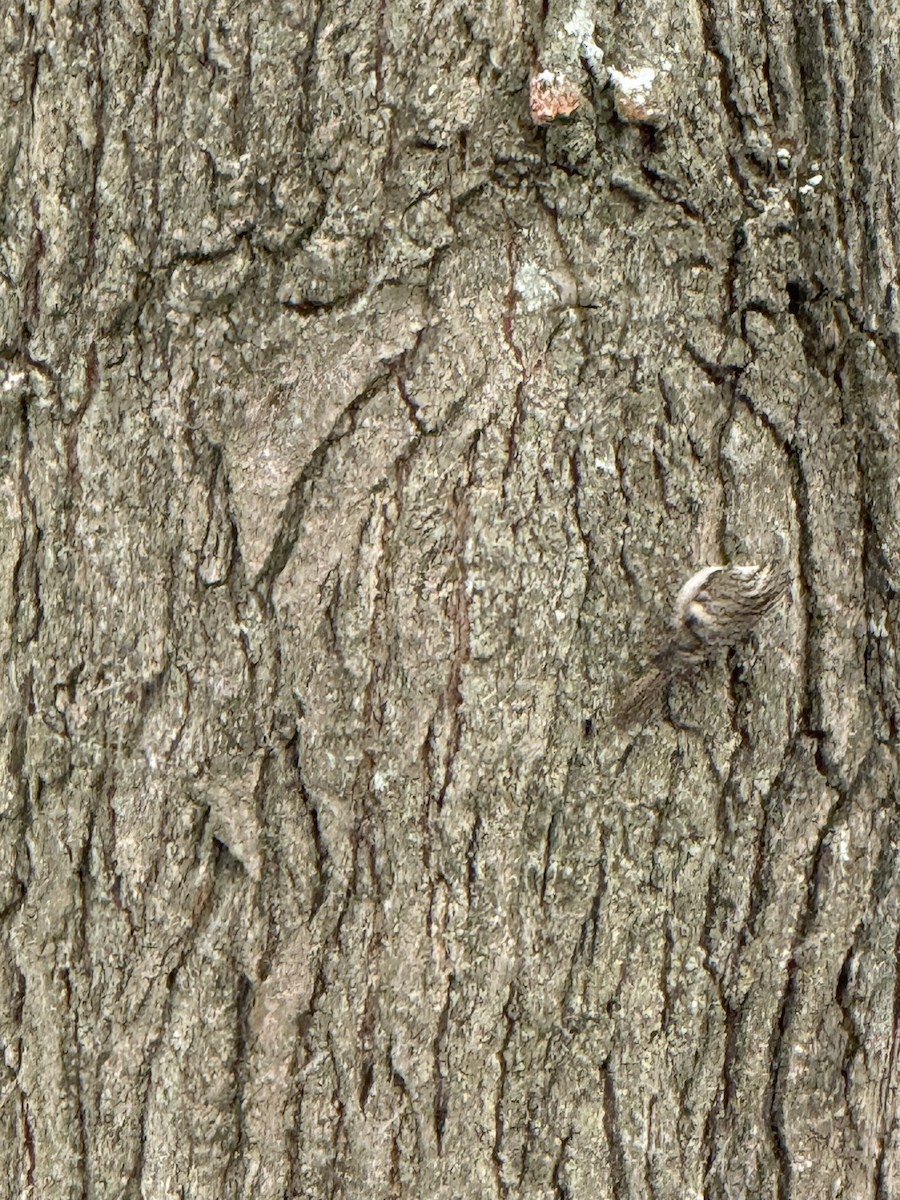 Brown Creeper - ML645926665