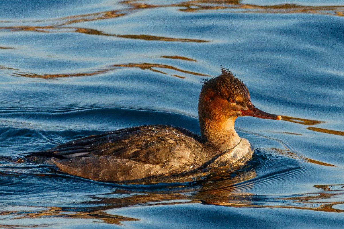 Red-breasted Merganser - ML645926675