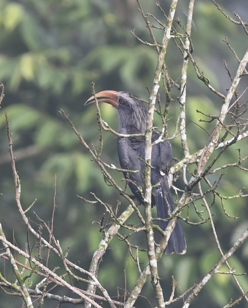 Malabar Gray Hornbill - ML645926679