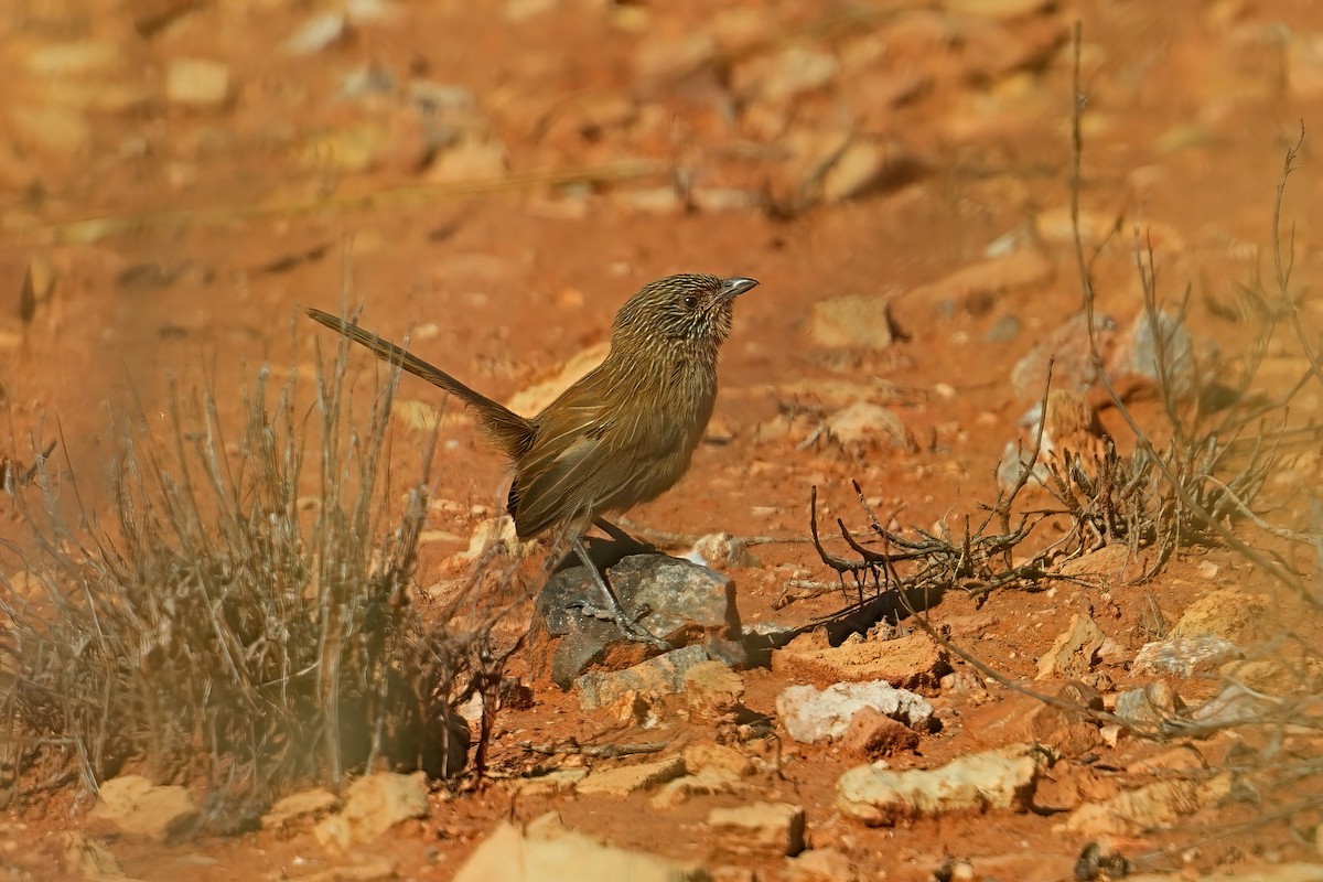 Dusky Grasswren - ML645926682