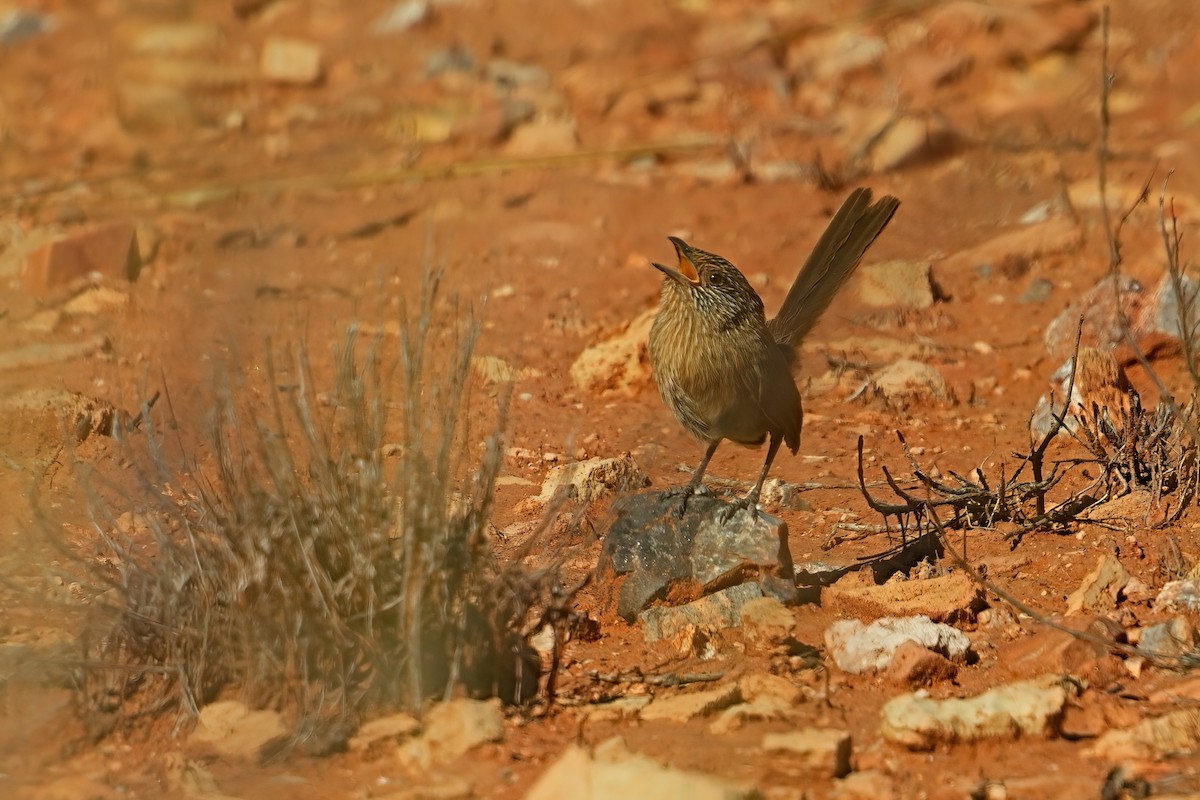 Dusky Grasswren - ML645926683