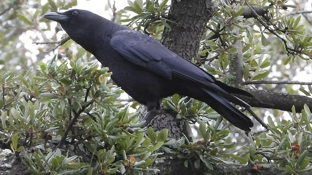 American Crow - ML645926693