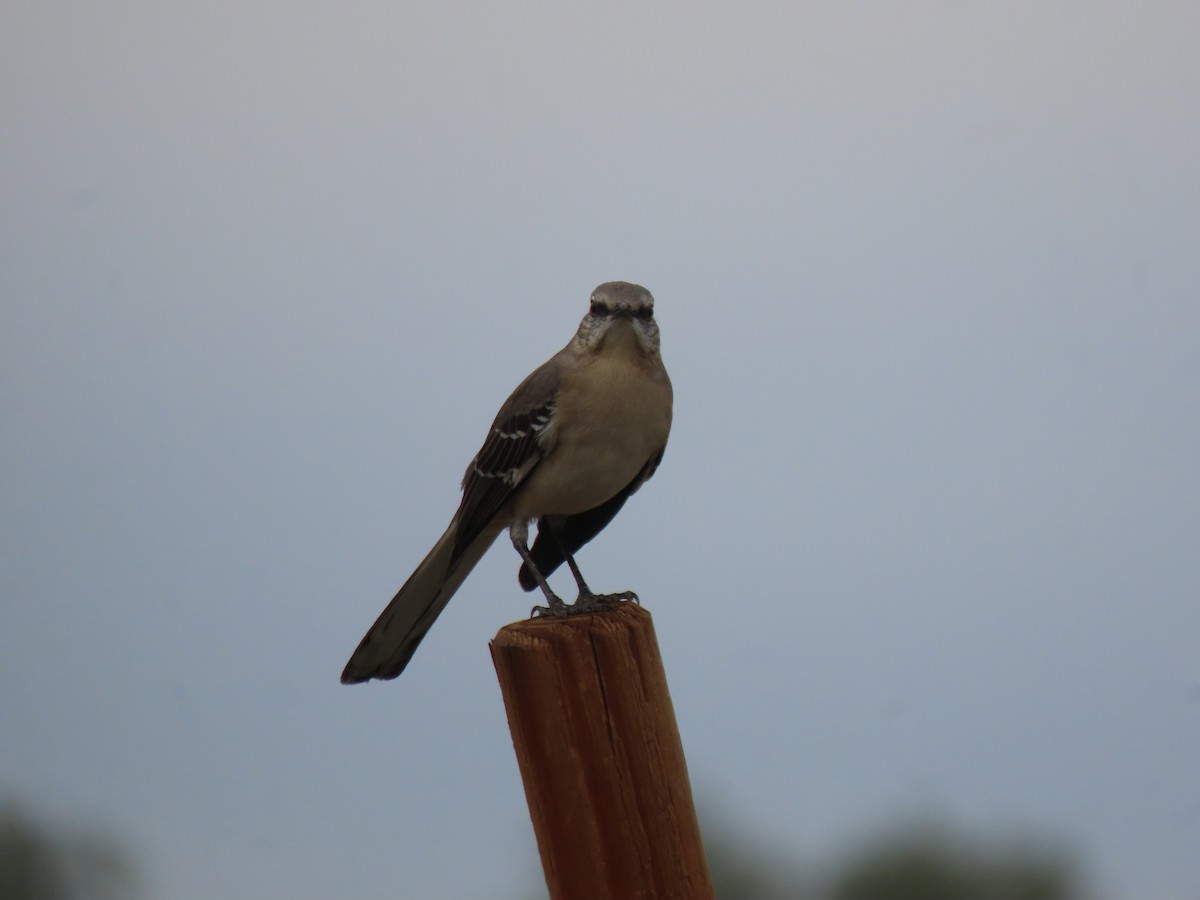 בז אמריקני - ML645926699