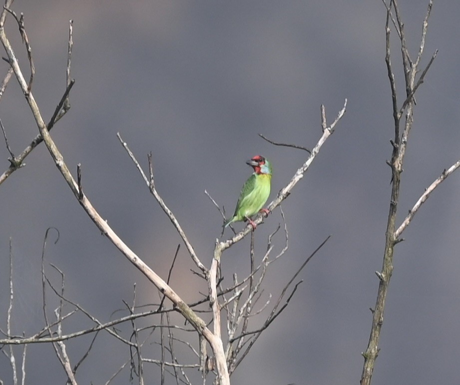 Malabar Barbet - ML645926700