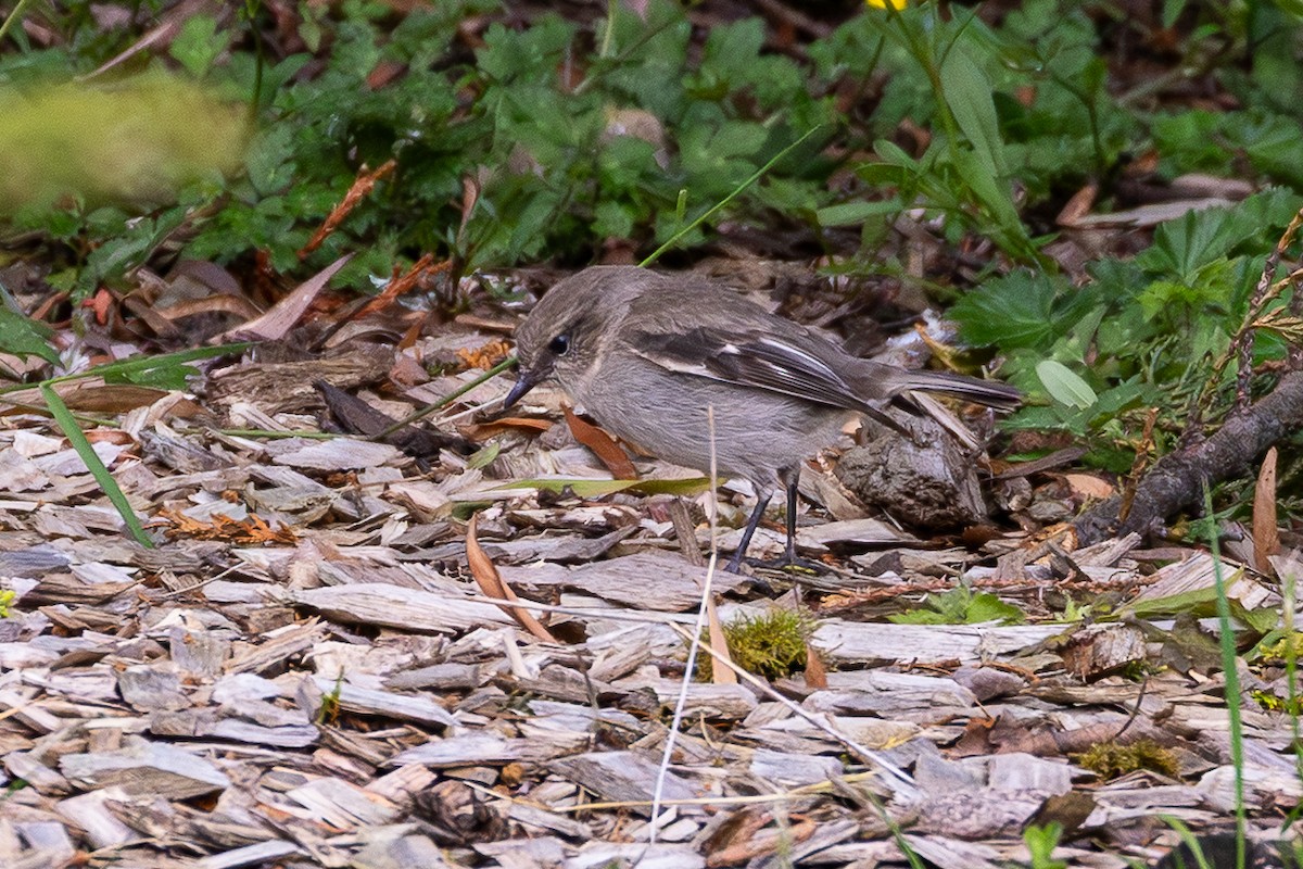 Dusky Robin - ML645926704