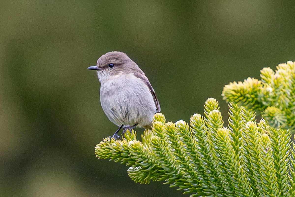 Dusky Robin - ML645926705