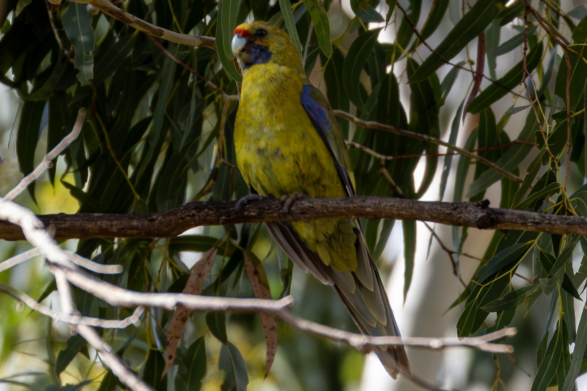 Green Rosella - ML645926725