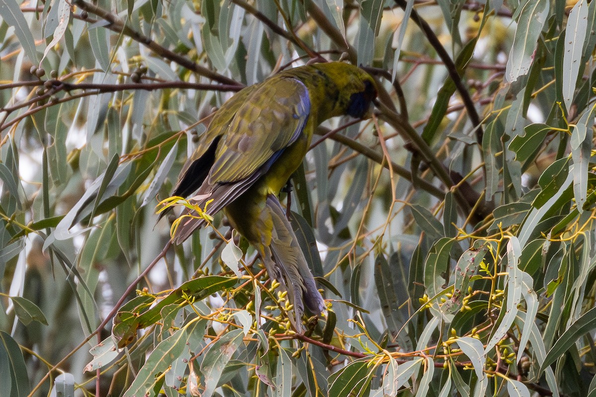 Green Rosella - ML645926726