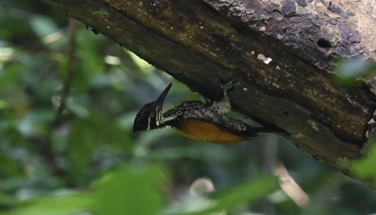 Malabar Flameback - ML645926728