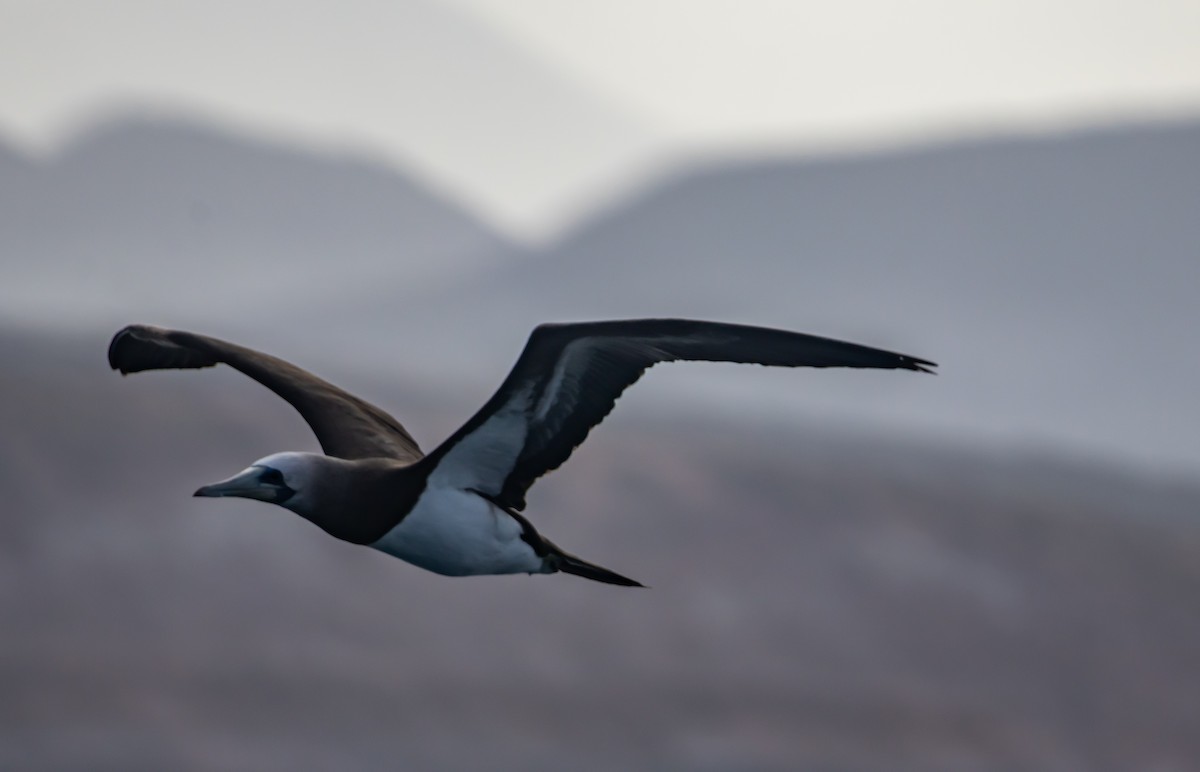 Cocos Booby - ML645926739