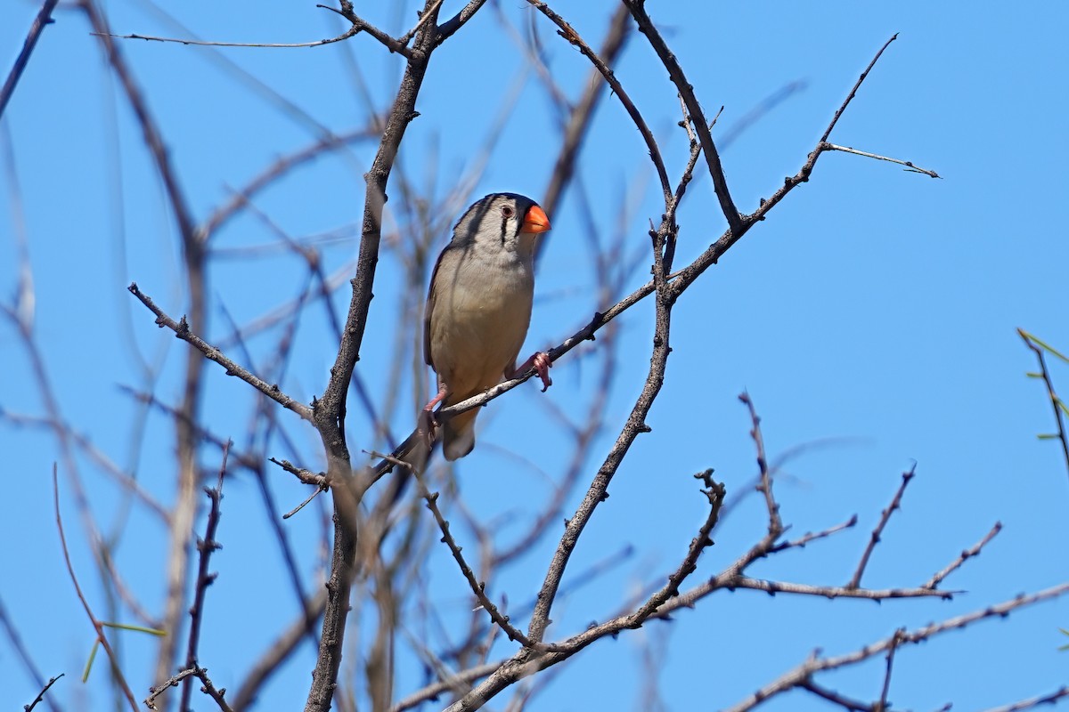 Zebra Finch (Australian) - ML645926744