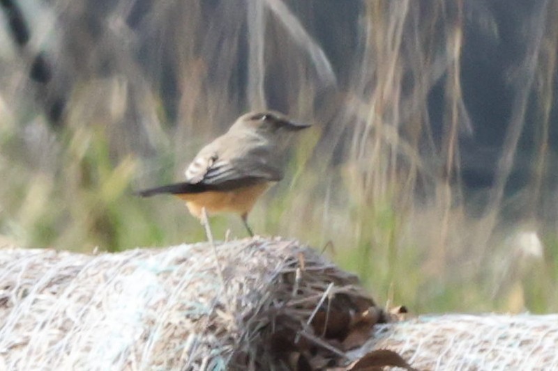 チャイロツキヒメハエトリ - ML645926753