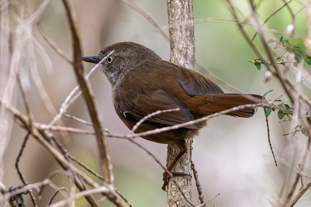 Tasmanian Scrubwren - ML645926755