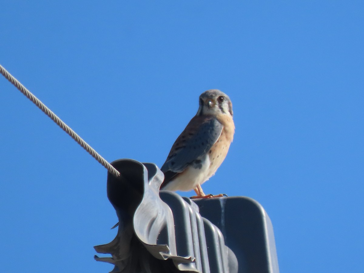 בז אמריקני - ML645926762