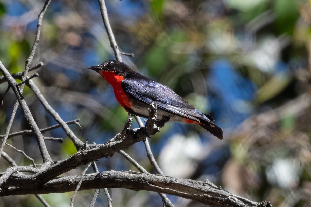 ヤドリギハナドリ - ML645926763