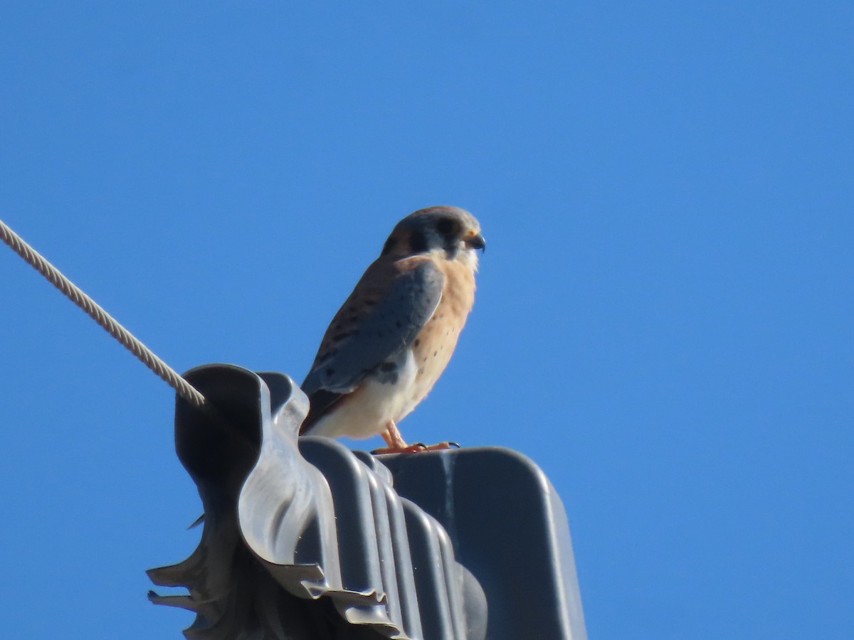 בז אמריקני - ML645926764