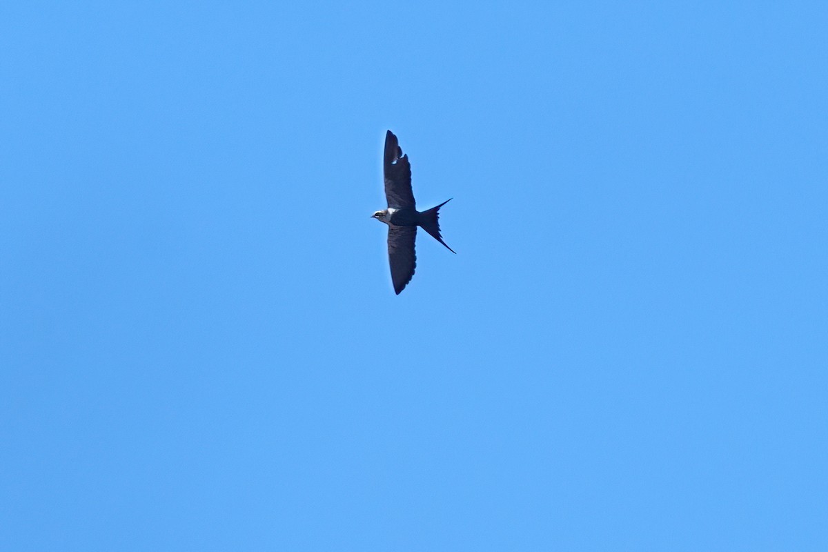 White-backed Swallow - ML645926765