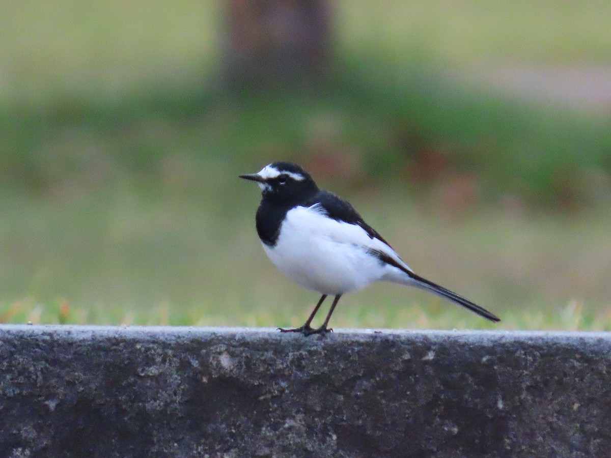 japanerle - ML645926766