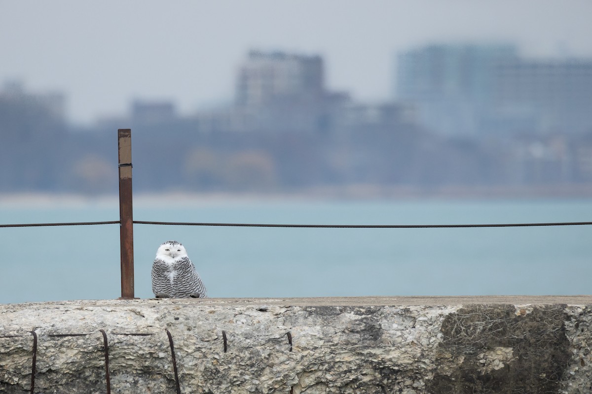 לילית שלג - ML645926770