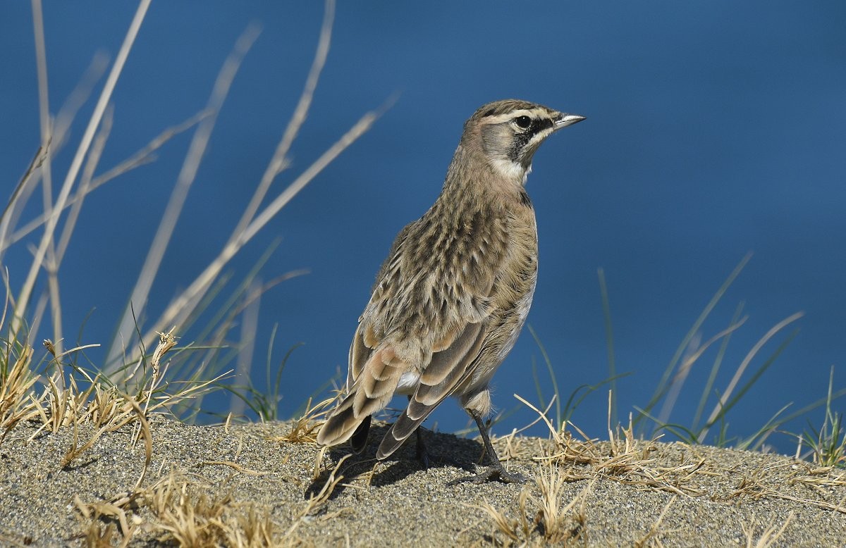 Жайворонок рогатий - ML645926771