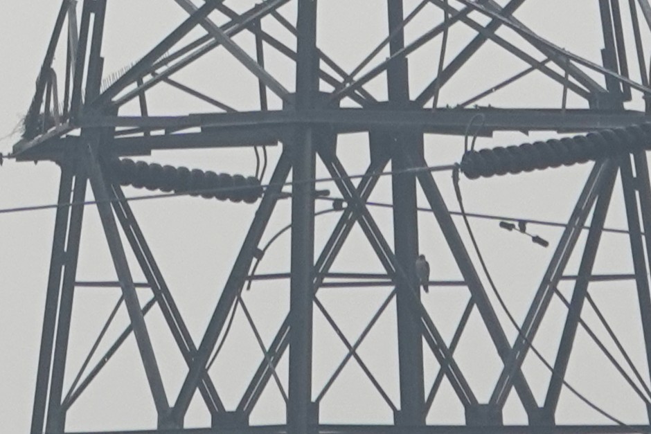 Faucon pèlerin - ML645926776