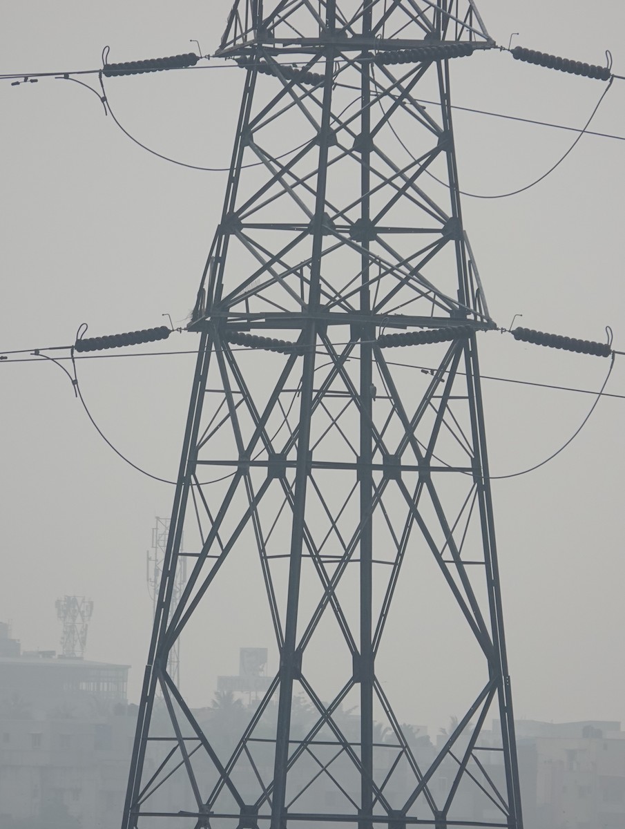 Faucon pèlerin - ML645926777