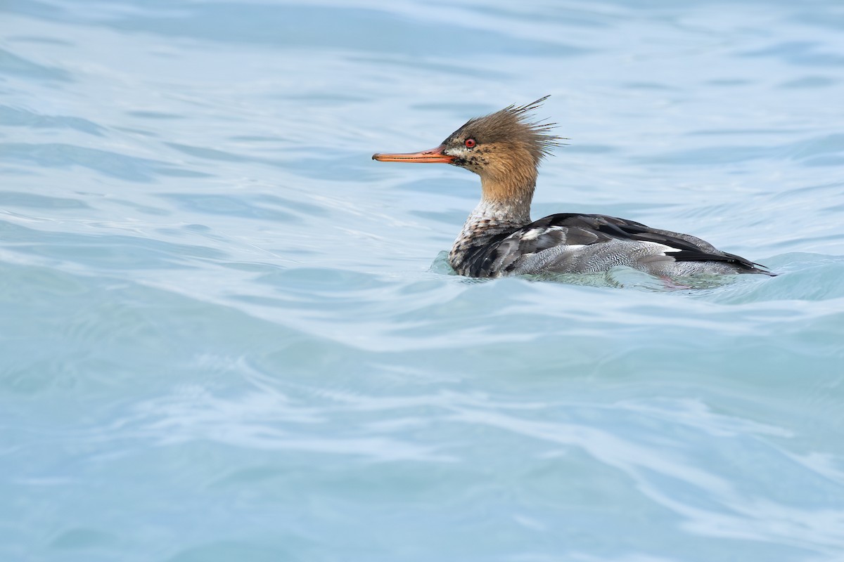 מרגון בינוני - ML645926779