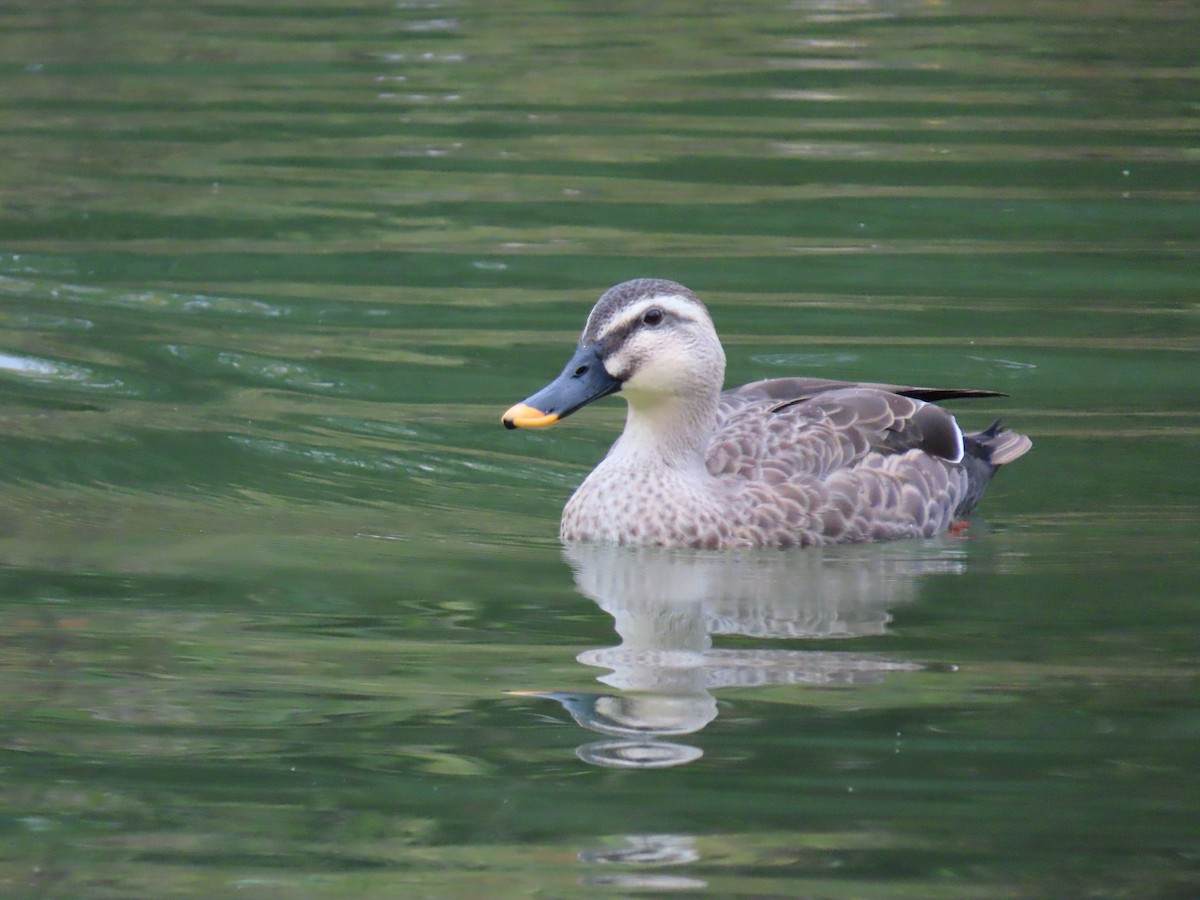 kinaand - ML645926784