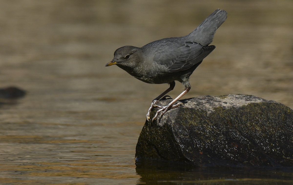 American Dipper - ML645926787