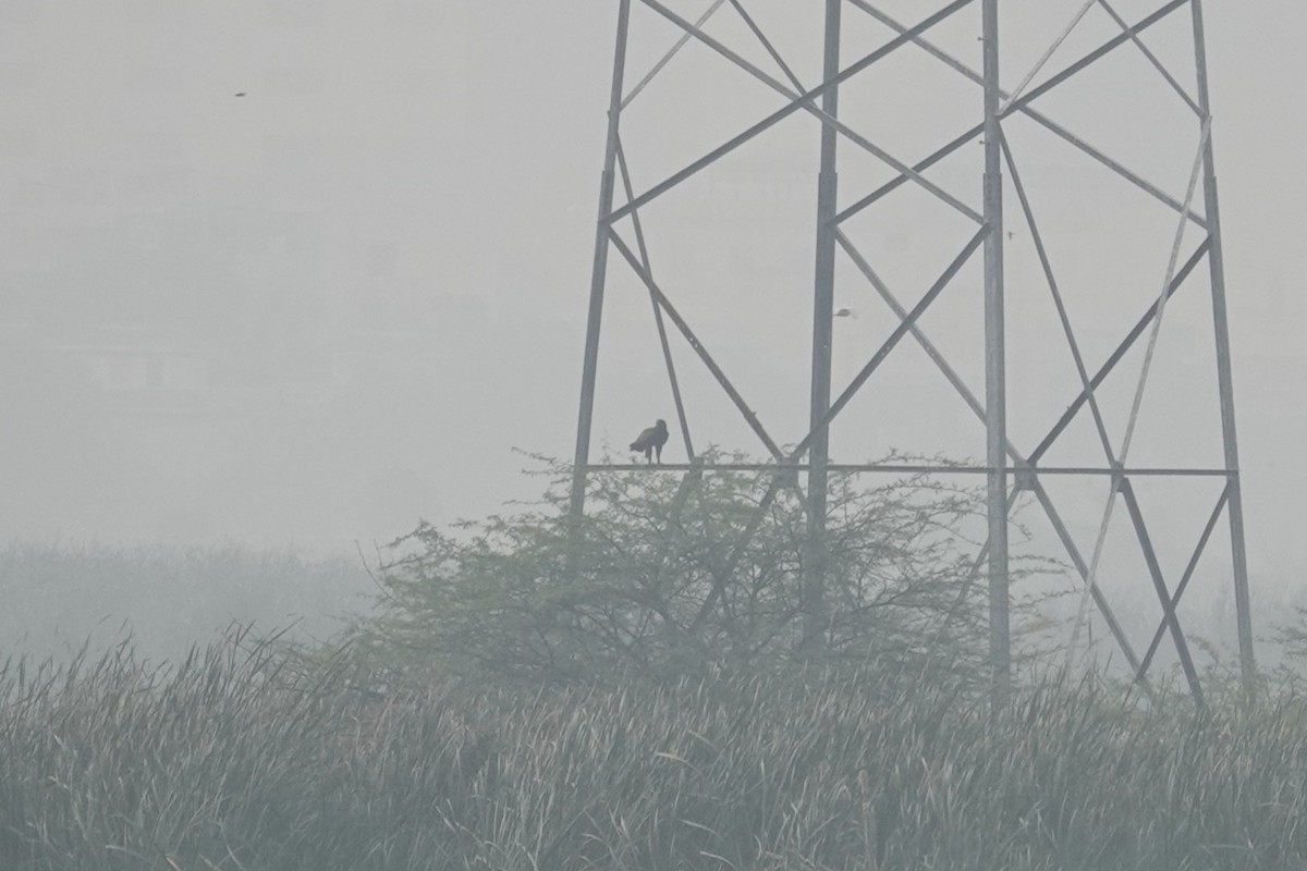 Greater Spotted Eagle - ML645926790