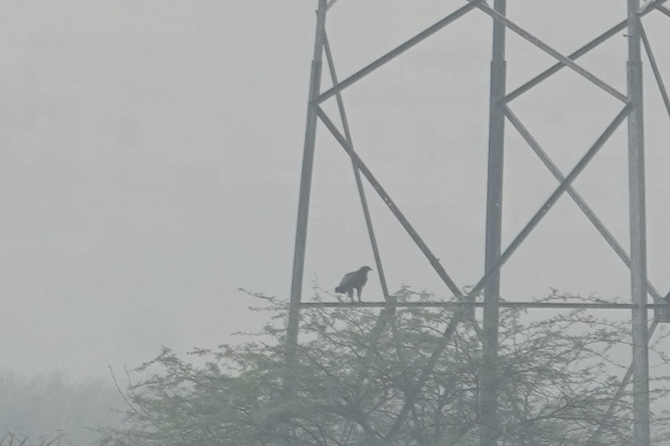 Greater Spotted Eagle - ML645926791