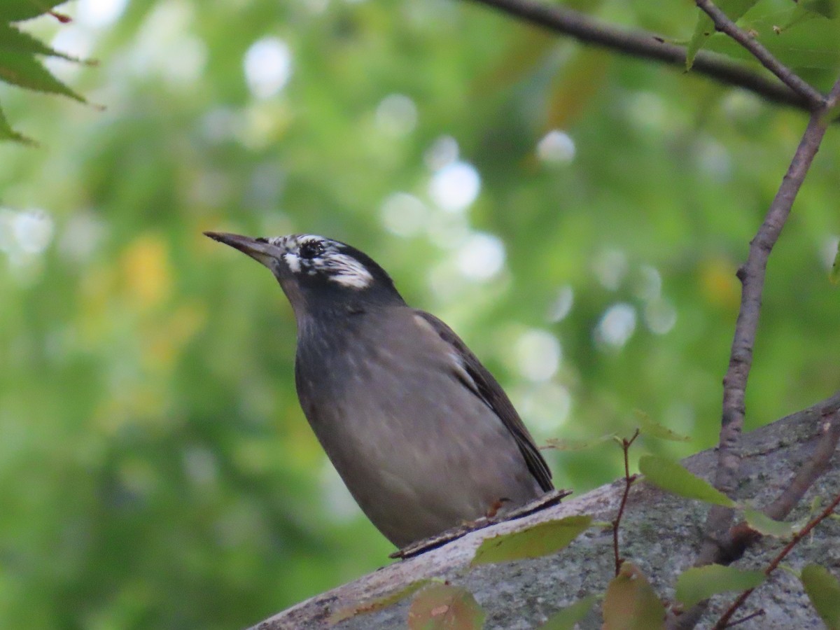 sotstær - ML645926798