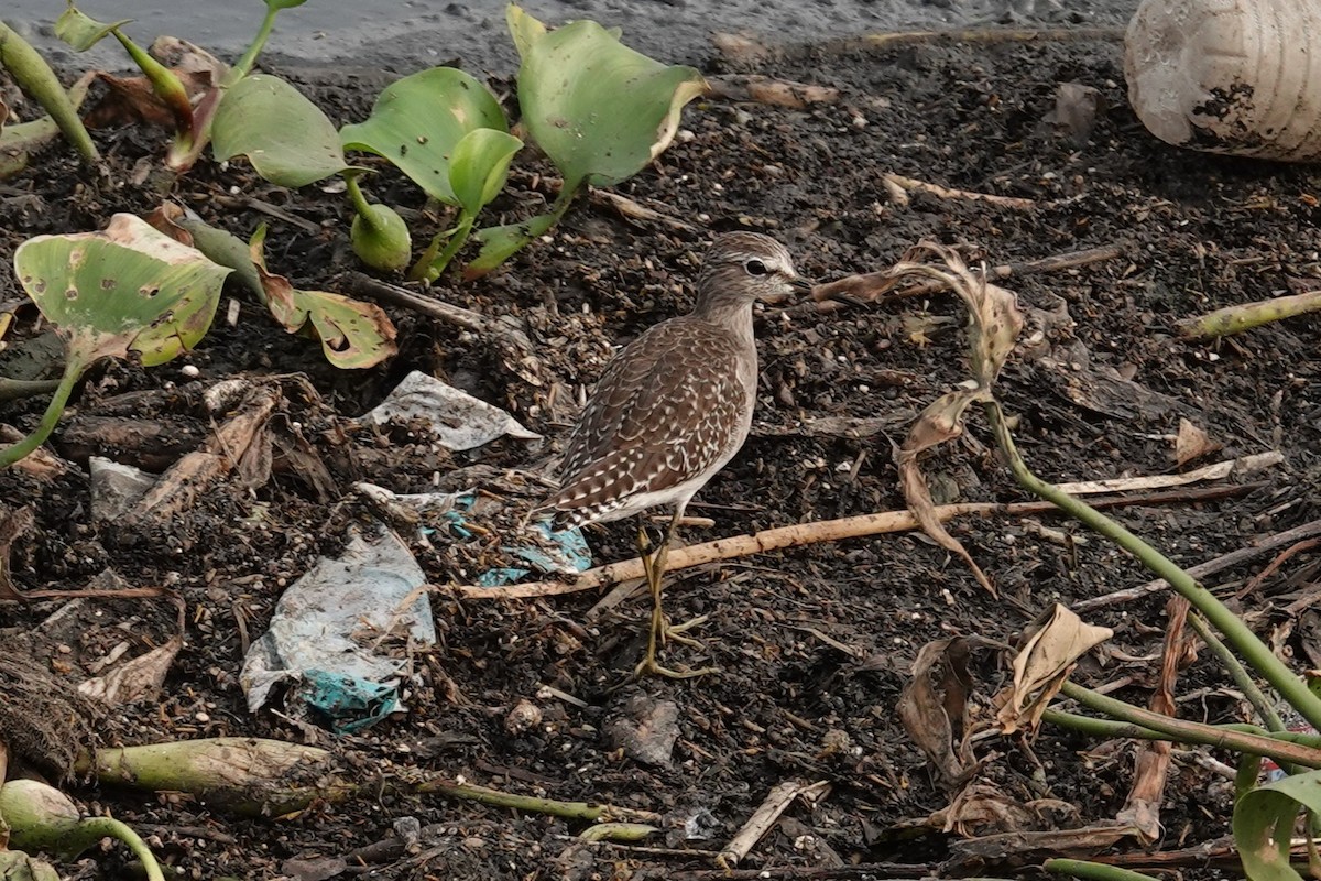 vodouš bahenní - ML645926801