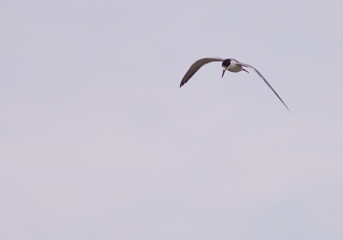 メリケンアジサシ - ML645926805