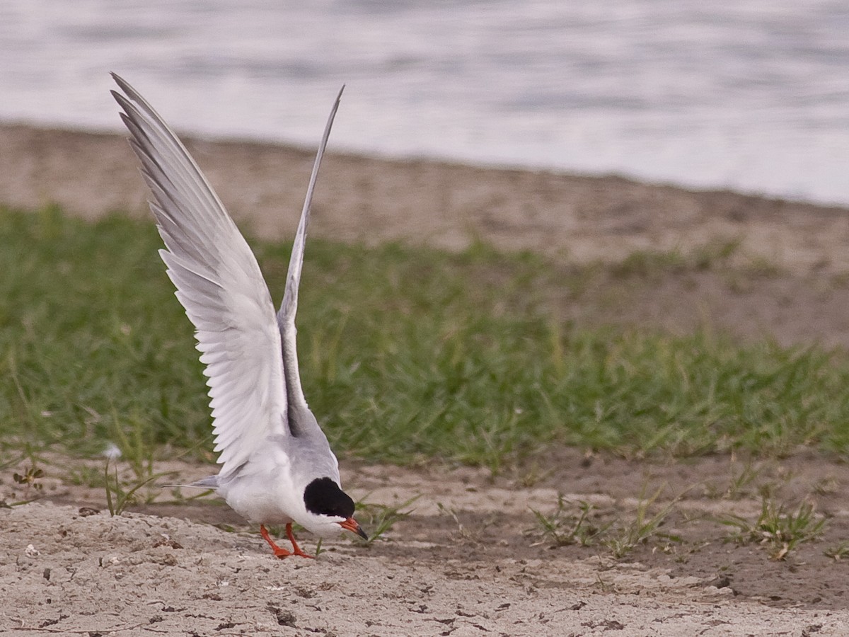 メリケンアジサシ - ML645926806