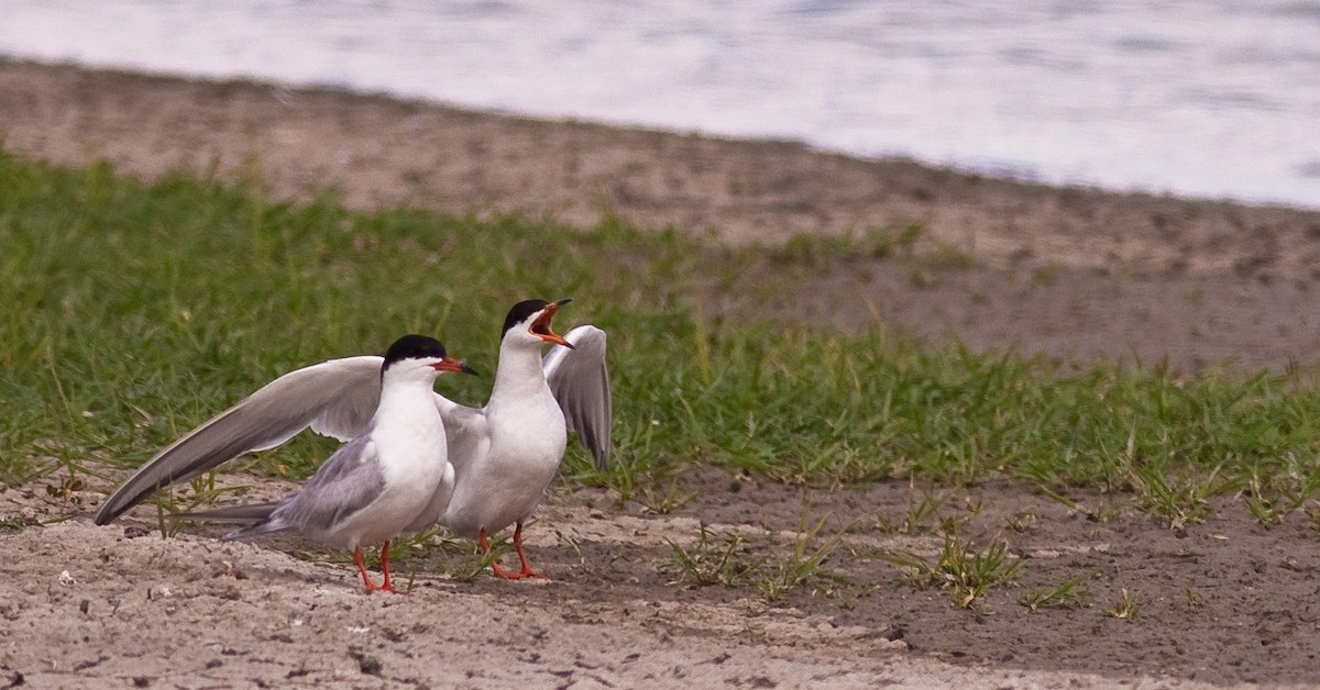 メリケンアジサシ - ML645926807