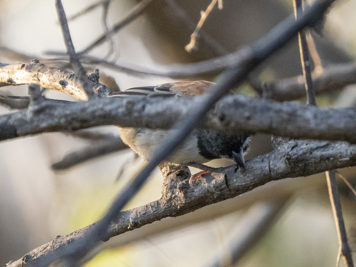 Chingolo Pechinegro - ML645926808