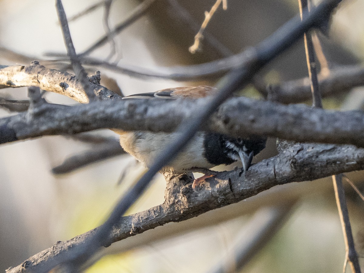 Chingolo Pechinegro - ML645926810