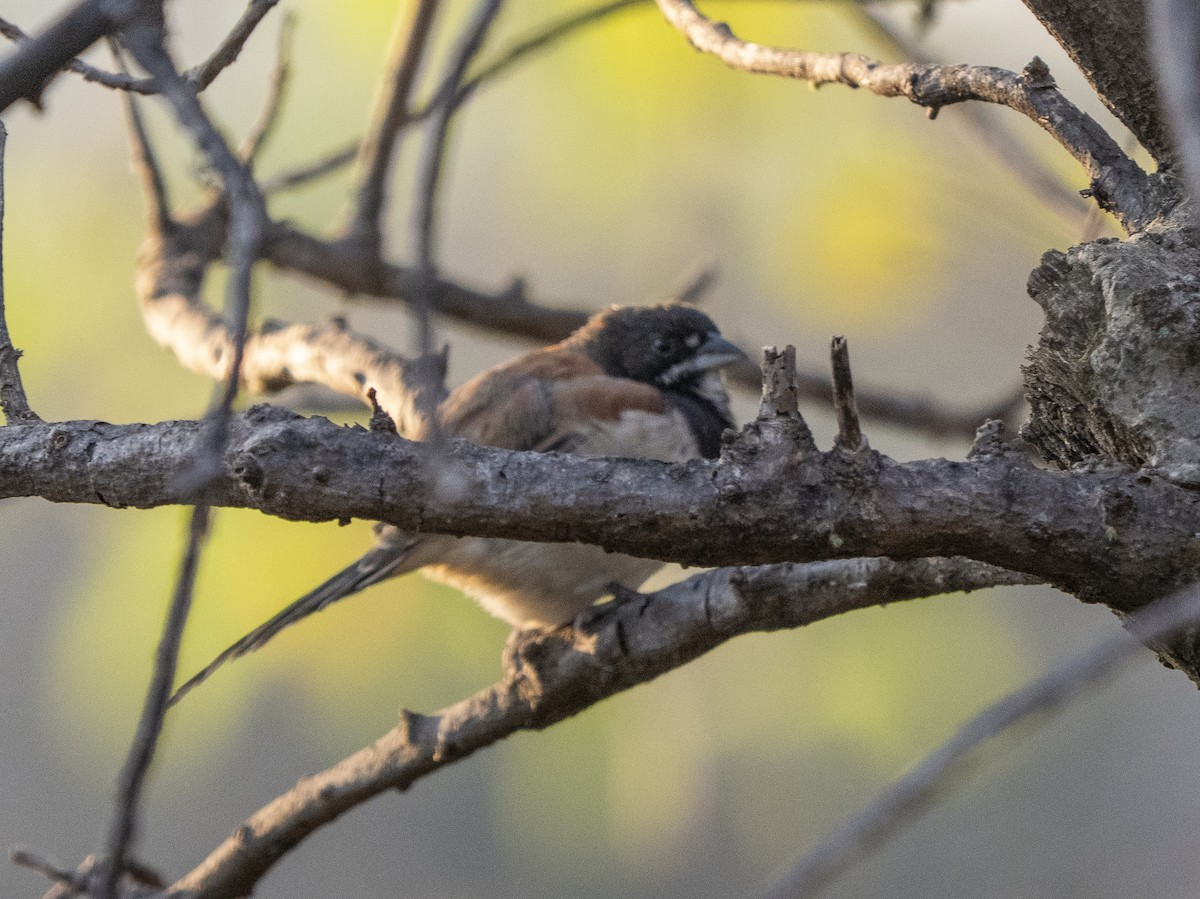 Chingolo Pechinegro - ML645926817