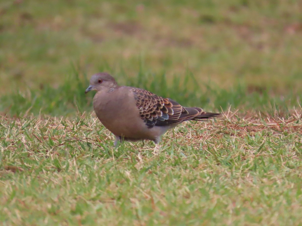 mongolturteldue - ML645926818