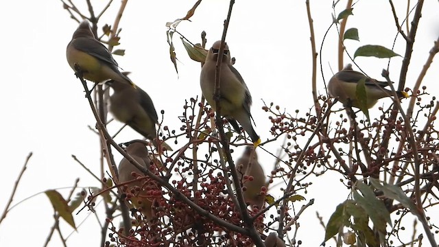 Cedar Waxwing - ML645926829