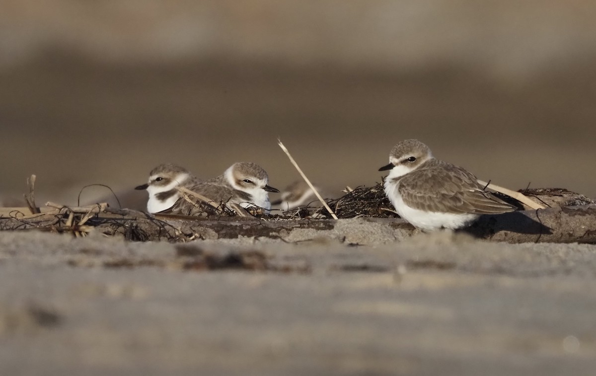 Snowy Plover - ML645926830