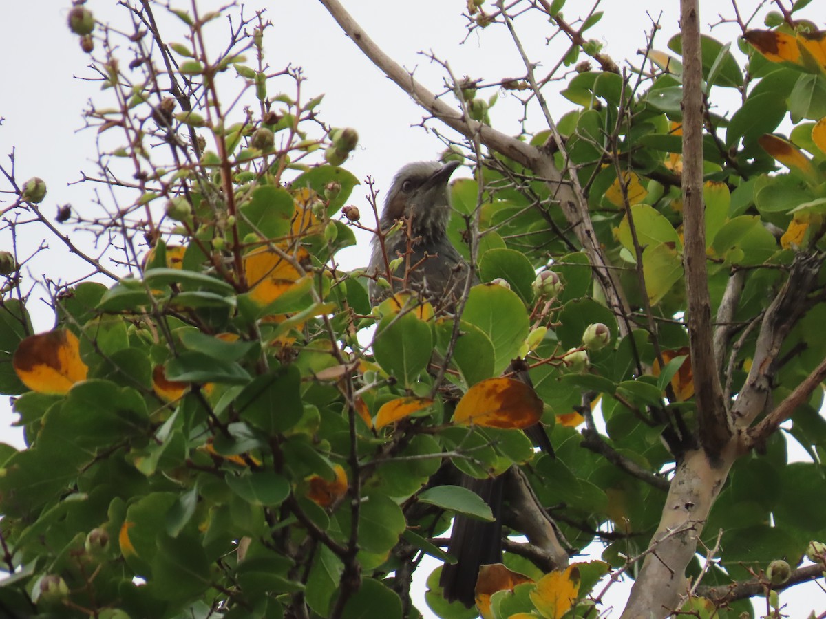 brunørebylbyl - ML645926832