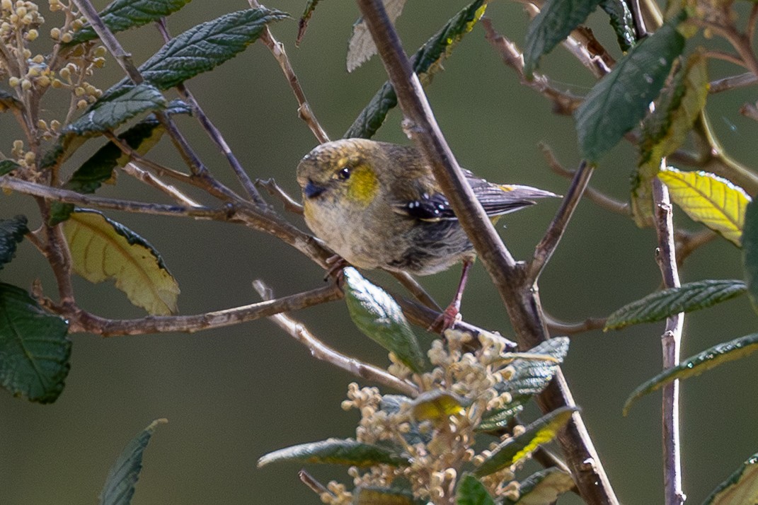 Forty-spotted Pardalote - ML645926834