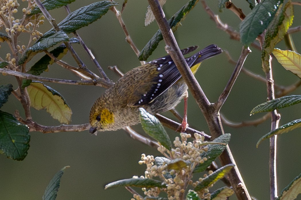 Forty-spotted Pardalote - ML645926835