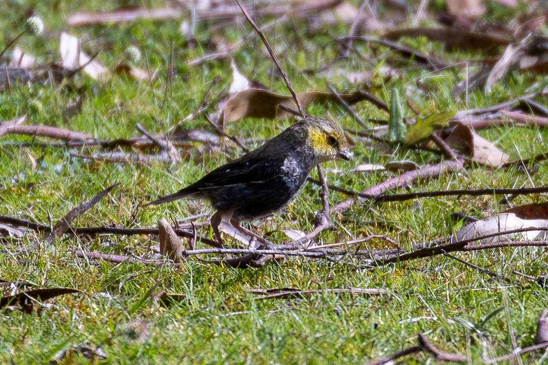 Forty-spotted Pardalote - ML645926836