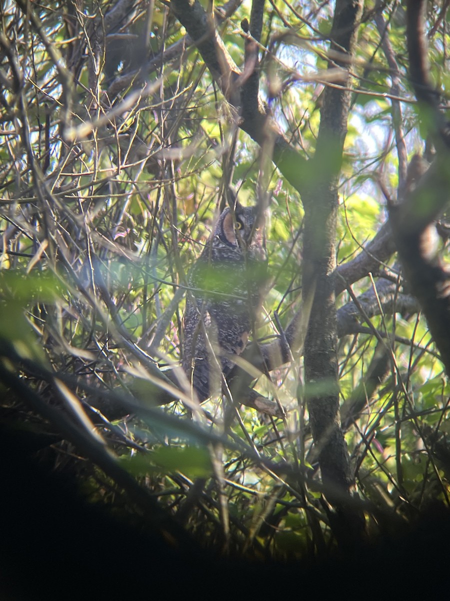 Long-eared Owl - ML645926848
